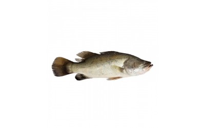 Barramundi Giant Sea Perch 1000-1200g